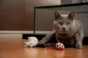 Gato gris con atención fija lista a la cámara con juguetes a su alrededor